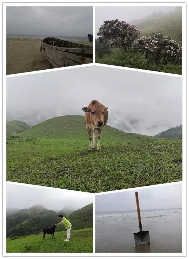 5月1日，陽(yáng)西藍(lán)袍藍(lán)看海，陽(yáng)春雞籠頂?shù)巧劫p高山杜鵑