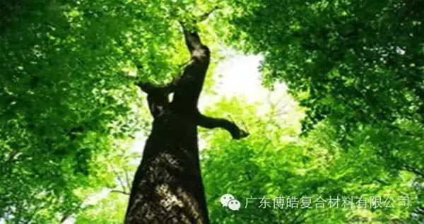 【博皓感悟】欲為大樹，莫與草爭(zhēng)-1