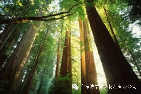 【博皓感悟】欲為大樹，莫與草爭(zhēng)-2