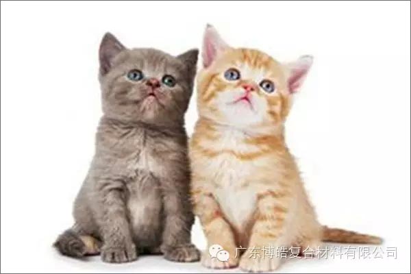 白貓黑貓，抓住老鼠就是好貓